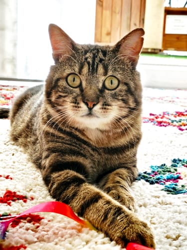 Customer's cat Basile, a tabby with green eyes, relaxing on a textured rug, appearing healthy.