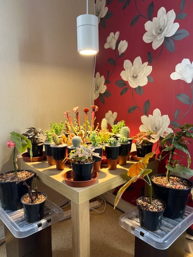Customer photo review of Claria Grow Light Pendant: Grow Anywhere