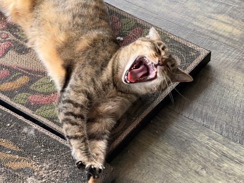 Customer's cat yawning while lounging on a dark, patterned cardboard scratching board.