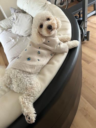 Customer's cream knit Cinzia x By Teddy jumper with blueberry pattern worn by a fluffy dog resting on a couch.