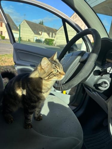 Customer's tabby cat sitting on the passenger seat of a car after eating the Croquettes Chat Stérilisé Sans Céréales