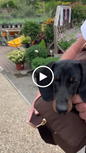 Customer video review of Chocolate┃The Puffer Carrier