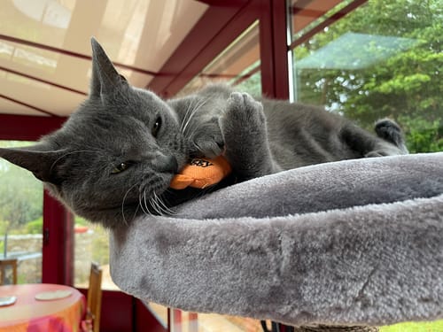 Customer's gris chat Chartreux couché sur un arbre à chat, jouant avec un jouet Ziggy dans une véranda lumineuse.