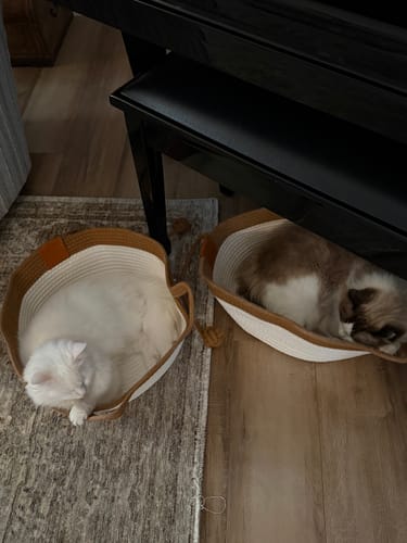 Customer's two cats resting comfortably in their round, white and brown woven Instinct Baskets on a rug.