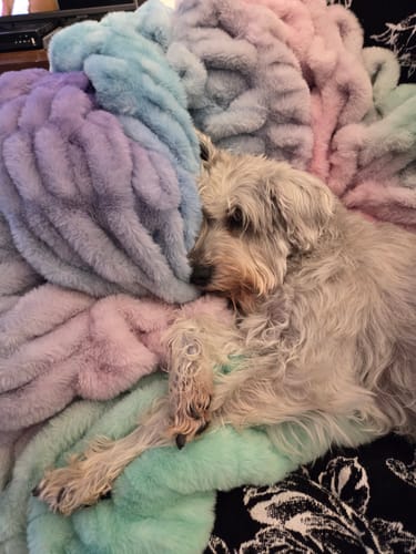 Reviewer's dog resting comfortably on a soft, multicolored Hugs Aurora Blanket.