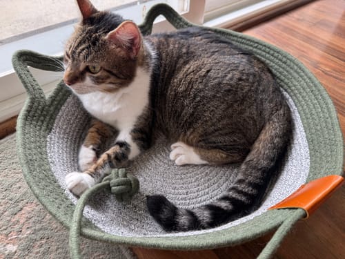 Customer's tabby cat resting inside the green Instinct Basket on a floor.