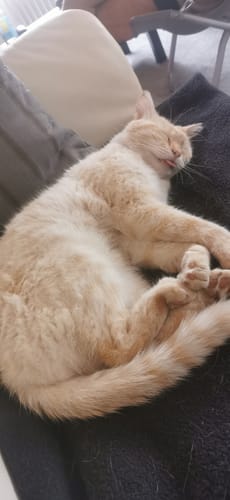Customer's cat Mirko, orange and fluffy, sleeping comfortably on a dark sofa.