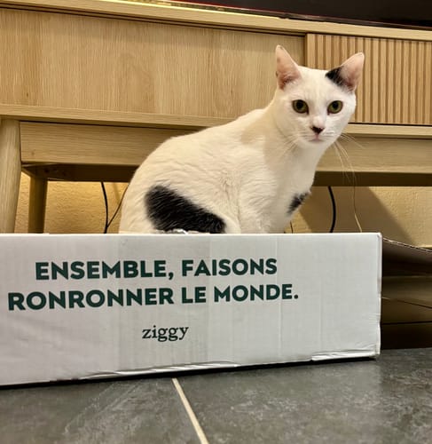 Customer's white and black cat sitting behind a Ziggy branded delivery box in a home.