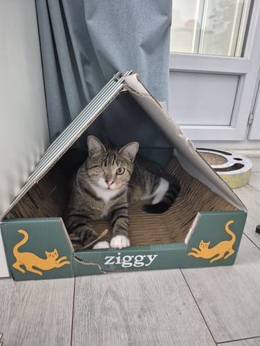 Customer's Pâtée Chat Stérilisé Sans Céréales - Poulet branded cardboard cat house with a cat resting inside.