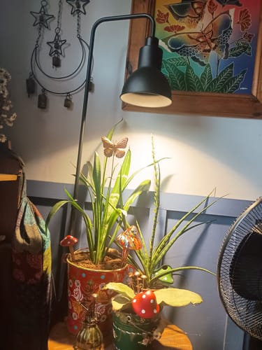 Customer photo review of Pianta Grow Light and Adjustable Floor Lamp Bundle