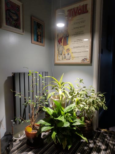 Customer photo review of Claria Grow Light Pendant: Grow Anywhere