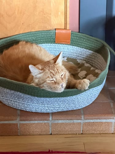 Customer's ginger cat sleeping in a green and white rope Instinct Basket.