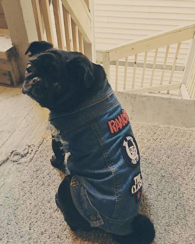 dog battle jacket