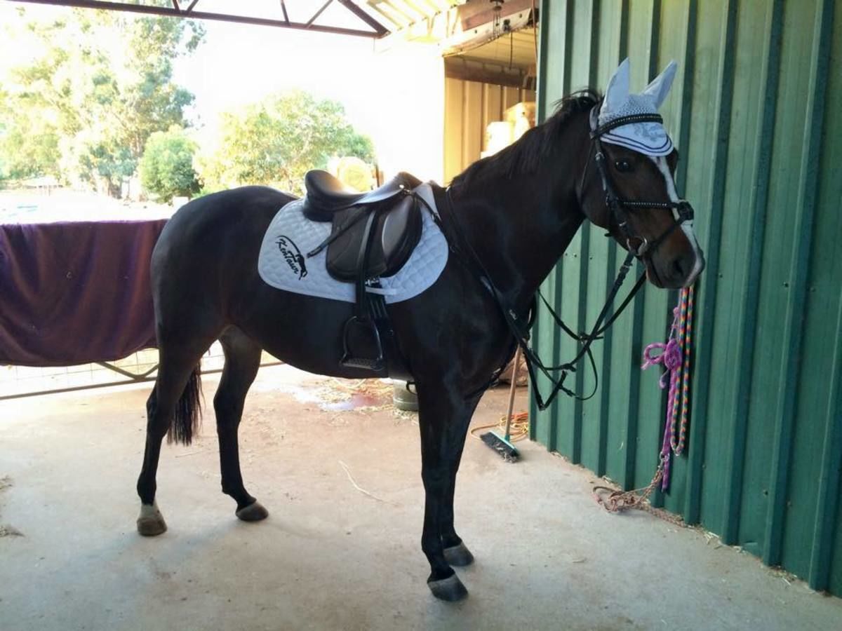 Customer photo review of Kentaur ‘Monaco’ Girth