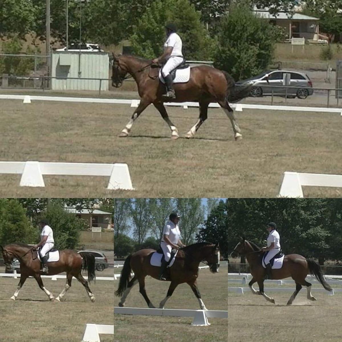 Customer photo review of Kentaur ‘Neo’ Non Slip Saddle Pad
