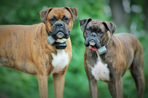 Customer photo review of Review