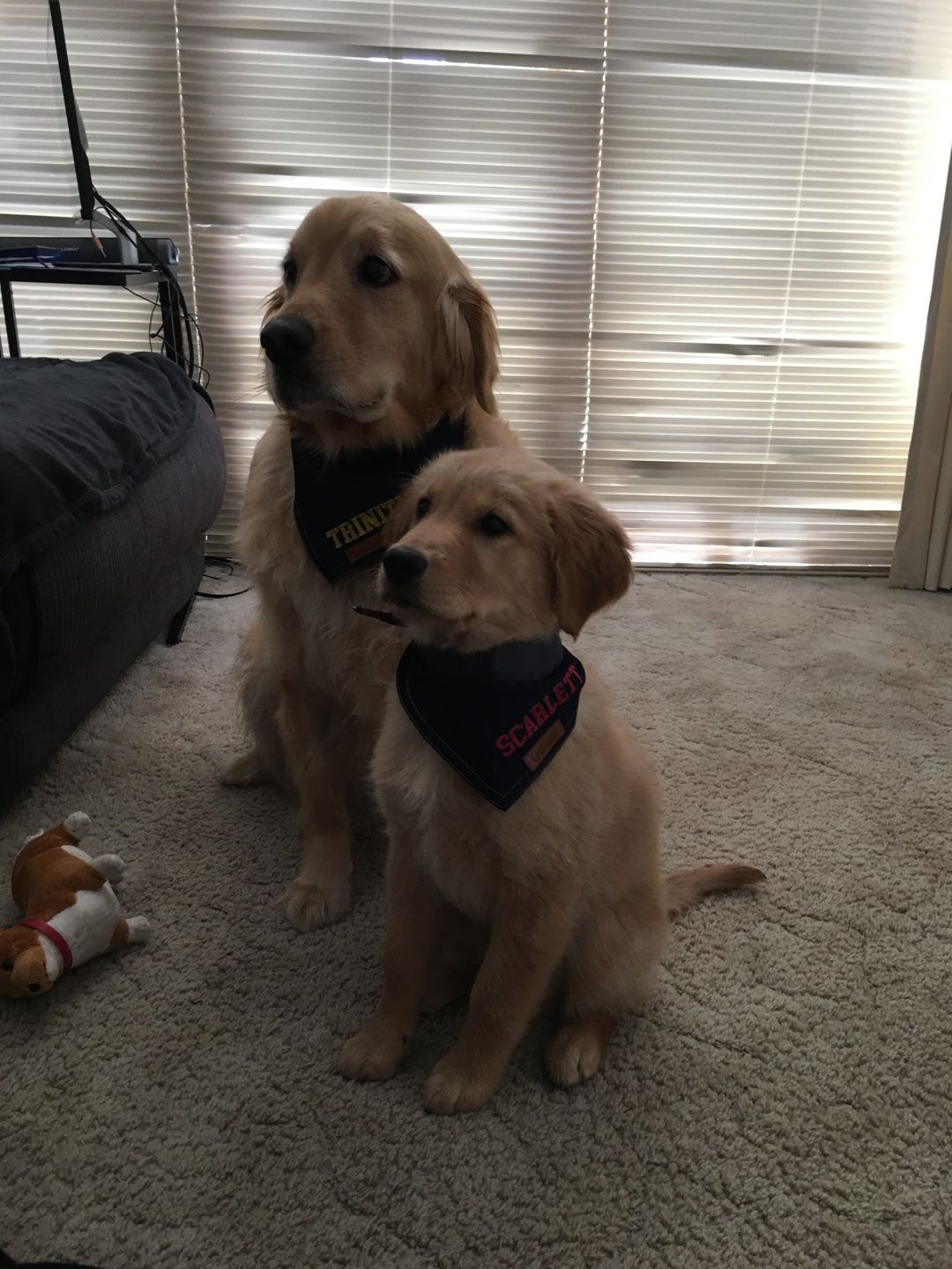 Customer photo review of Custom Text Denim Dog Bandana