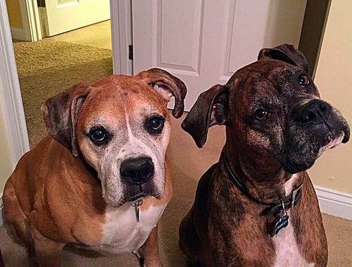 Customer photo review of Review