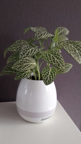Customer photo review of Smart Flower Plant Speaker