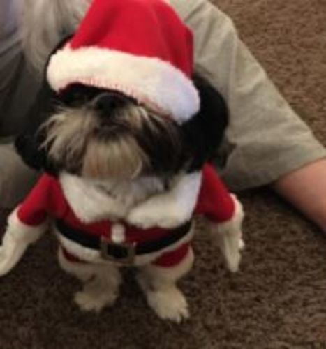 Customer photo review of Pet Santa Costume