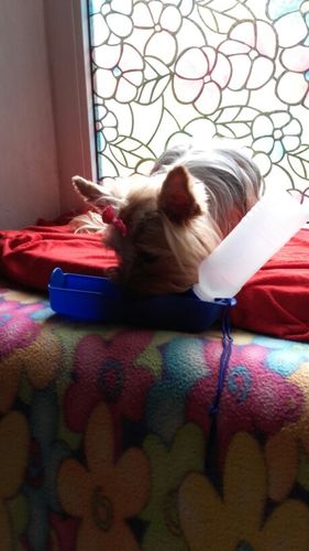 Customer photo review of Portable Pet Water Bottle - Offer