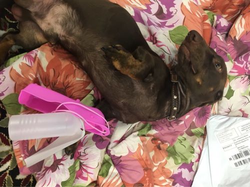 Customer photo review of Portable Pet Water Bottle