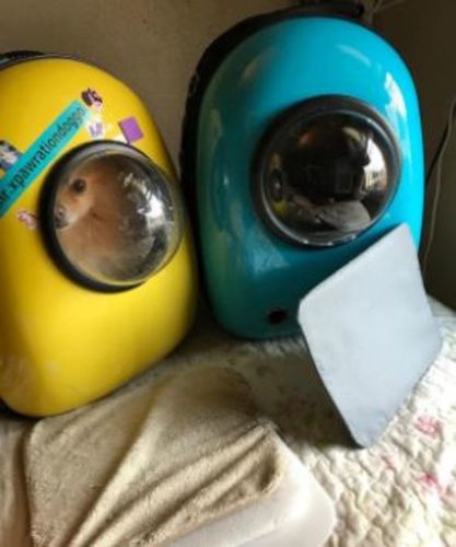 Customer photo review of Breathable Pet Pack