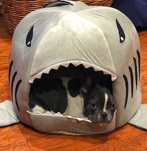frenchie shark bed