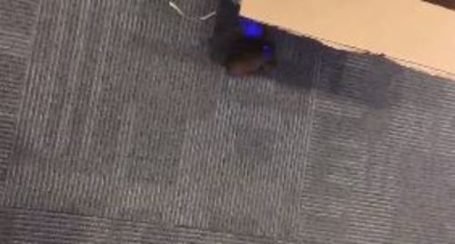 Customer photo review of Remote Controlled Cockroach