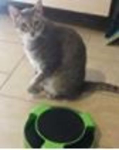 Customer photo review of EasyCat Motion Mouse