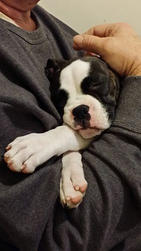 Customer photo review of Aunt Lyn's Holistic Defense Shampoo & Quick Wipe