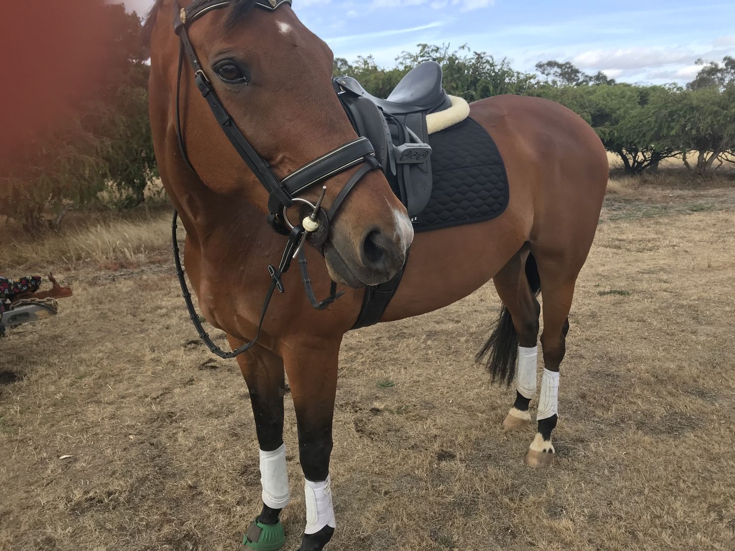 Customer photo review of Kentaur ‘Neo’ Non Slip Saddle Pad