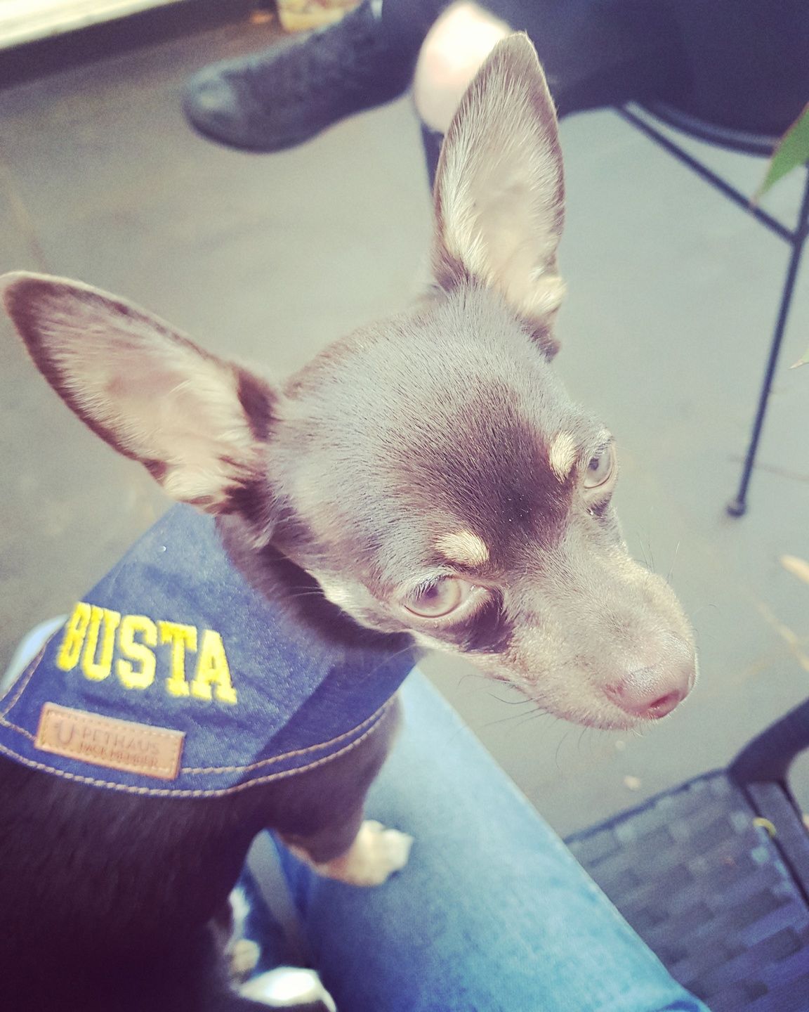 Customer photo review of Custom Text Denim Dog Bandana