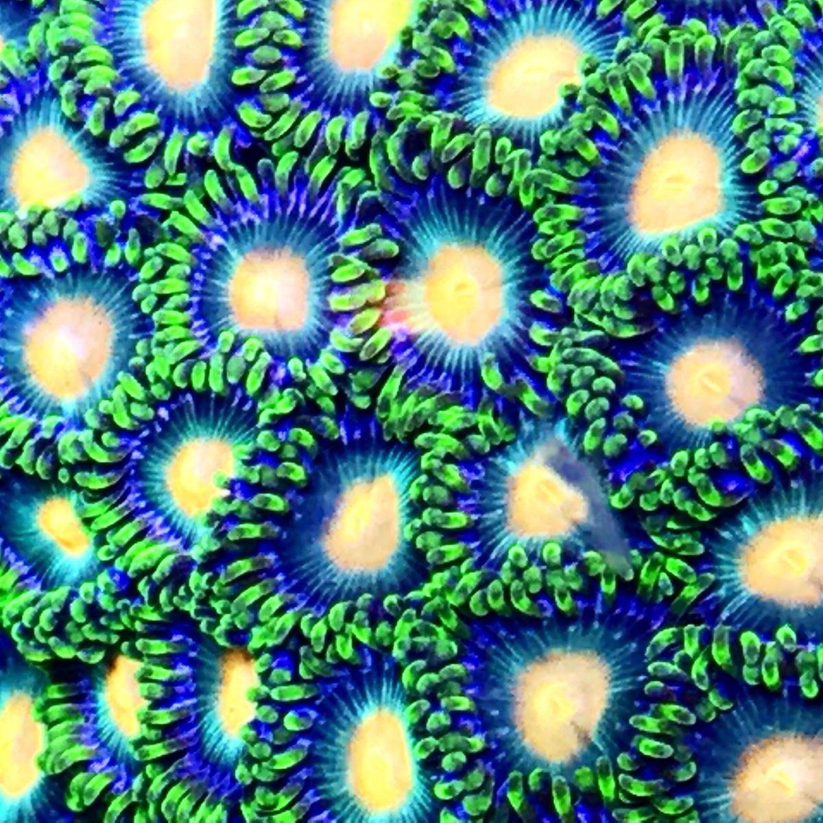 Customer photo review of Reef-Primer