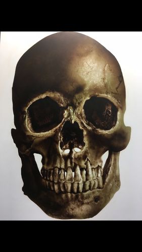 Customer photo review of Classroom in a Box: Skull kit