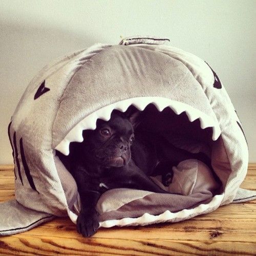 frenchie shark bed