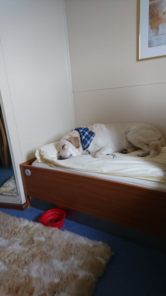 Customer photo review of The Woodsman Dog Bandana