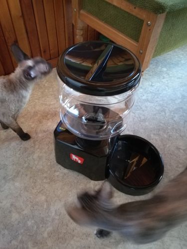 Automatic Pet Feeder 5 5l 2017 Version With Voice Message