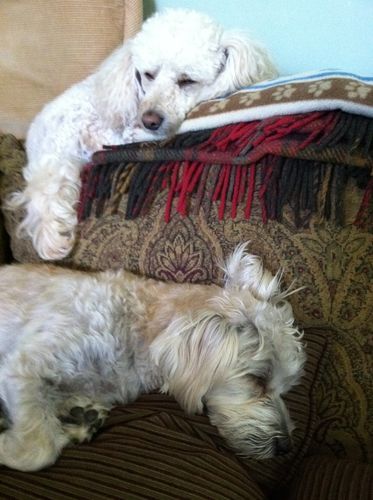 Customer photo review of Review