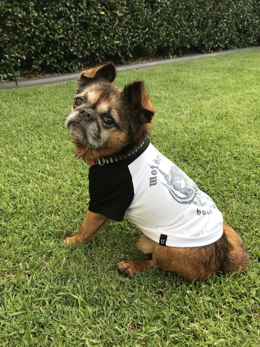 Customer photo review of Motorhound Raglan Dog Tee