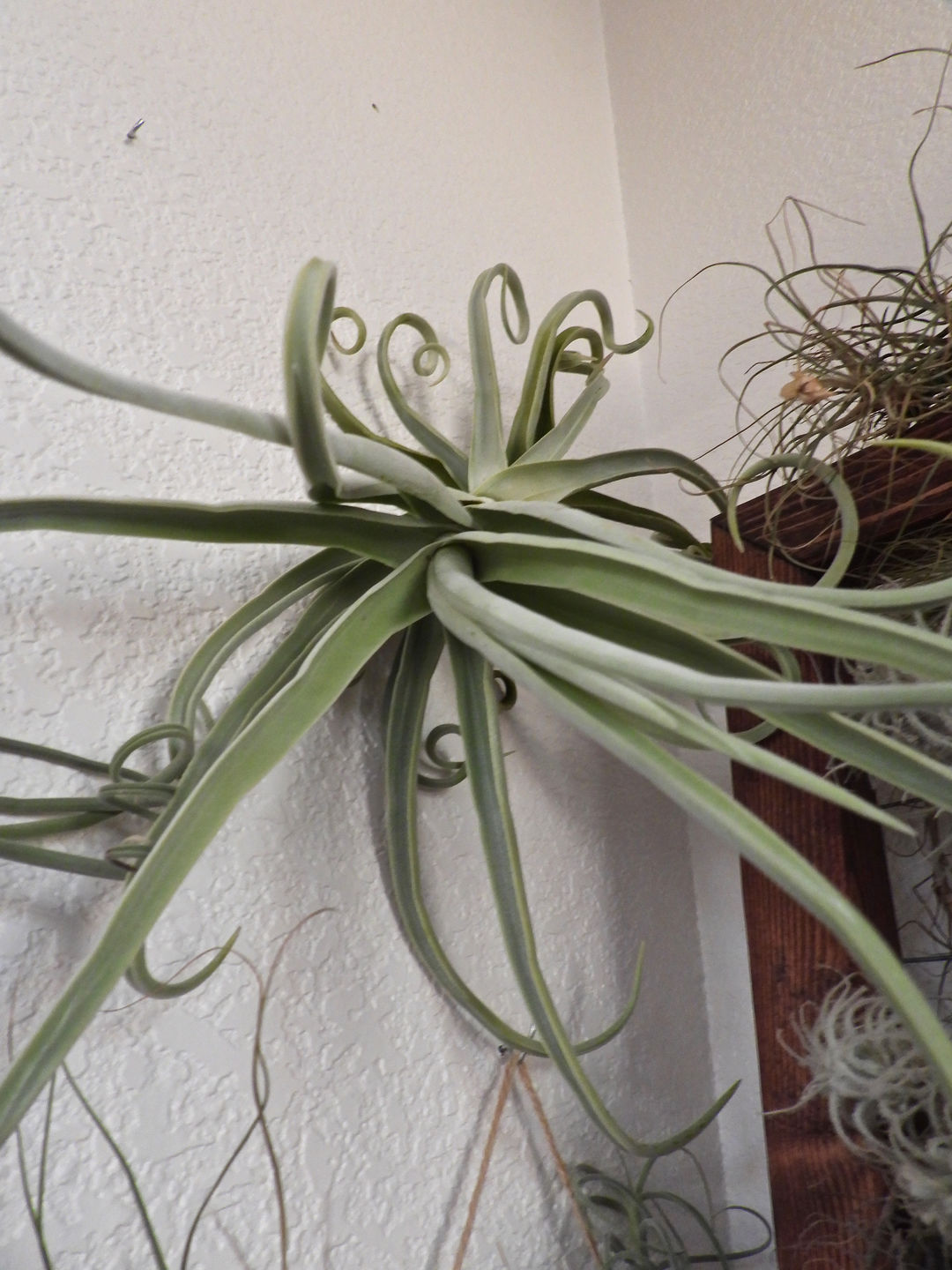 Customer photo review of Duratii Thick Leaf Giant Form  SALE!!!
