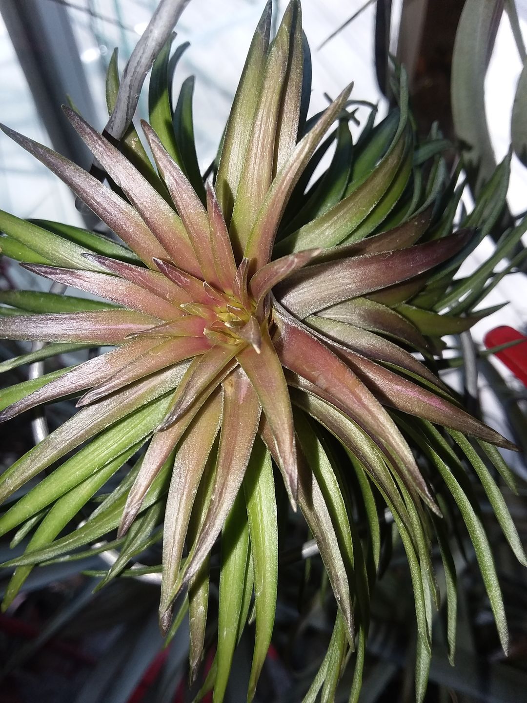 Customer photo review of Tenuifolia Purple Fan