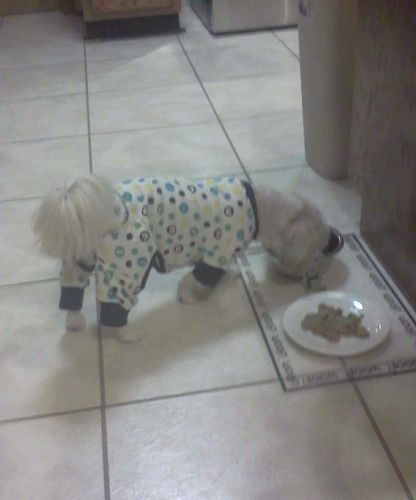 stuffnice anti barking