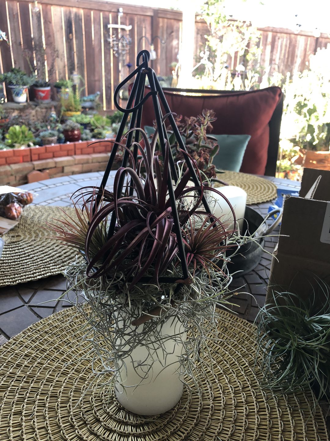 Customer photo review of Tenuifolia Purple Fan