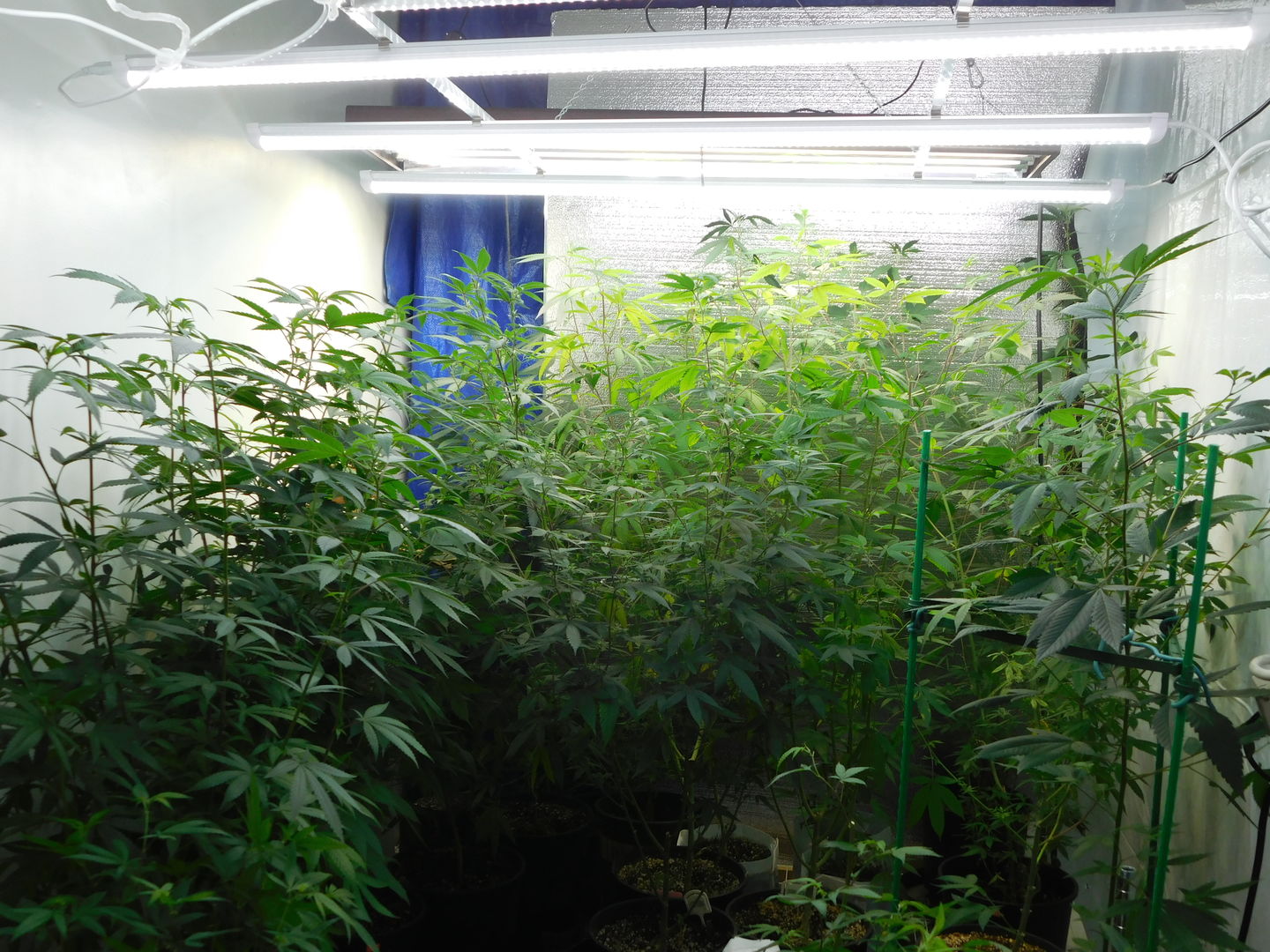 Customer photo review of T8 4ft V Shape LED Tube 30W Integrated 6500k Clear, 4 foot LED shop lights, 4000 Lumens