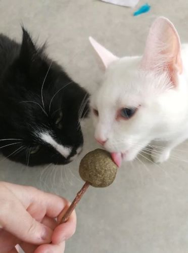 catnip lollipop with matatabi stick