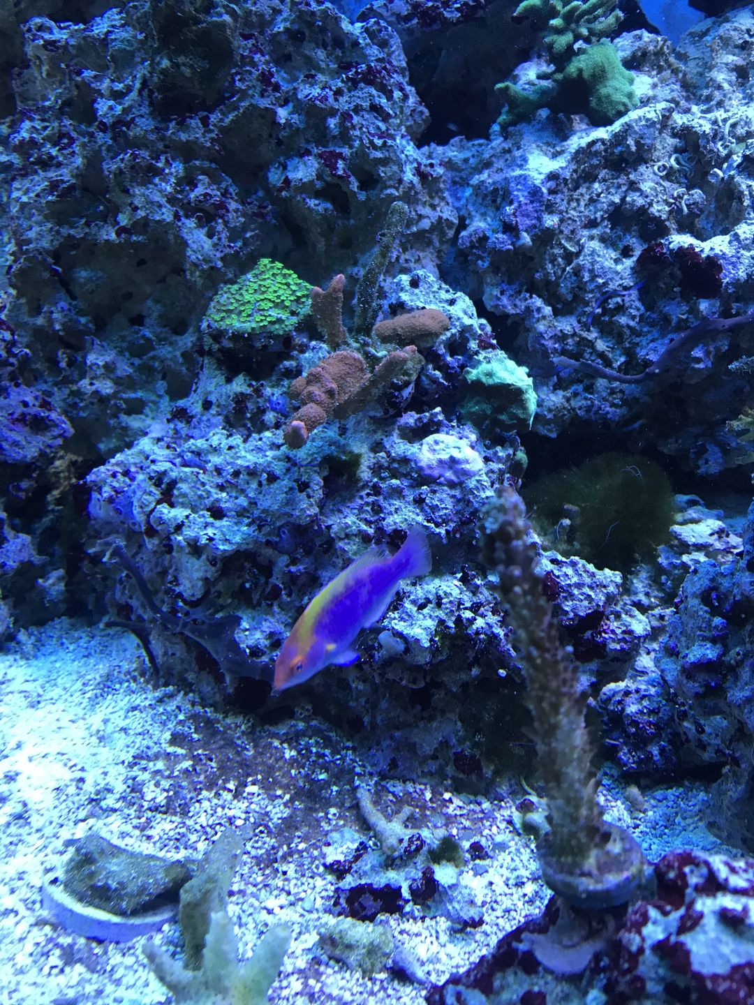 Customer photo review of Reef-Primer