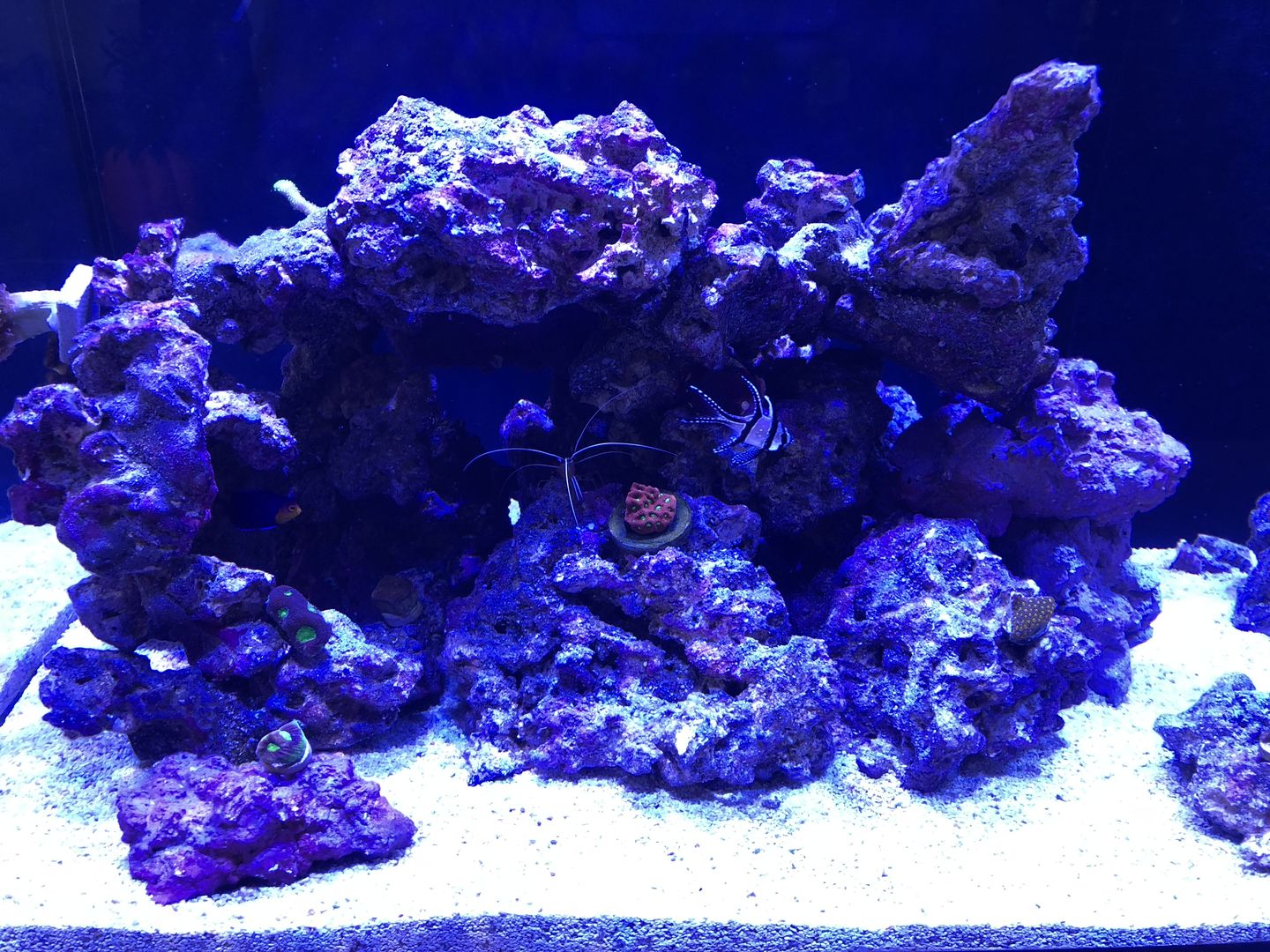 Customer photo review of Reef-Primer