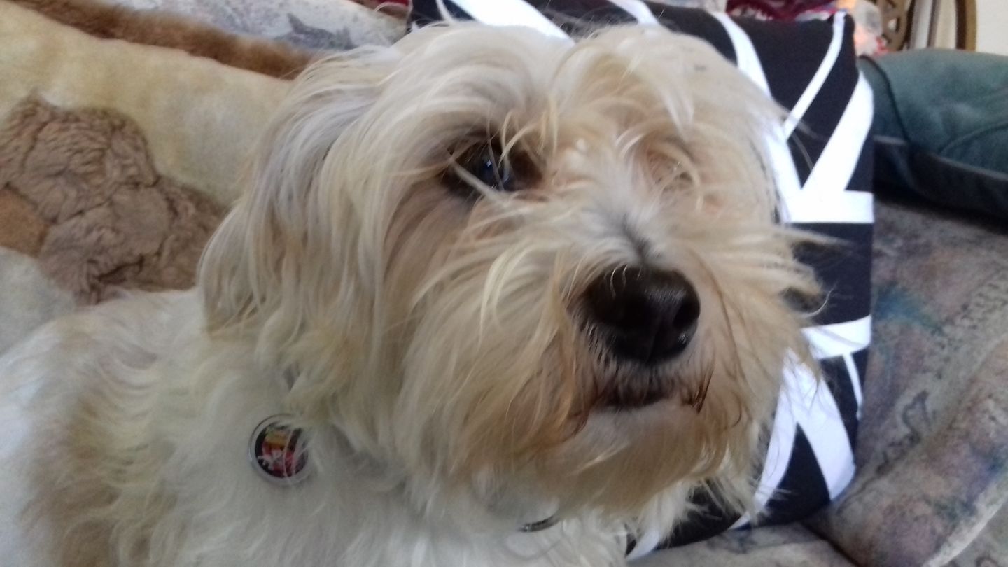 Customer photo review of Zombie Squad Red Pet ID Tag