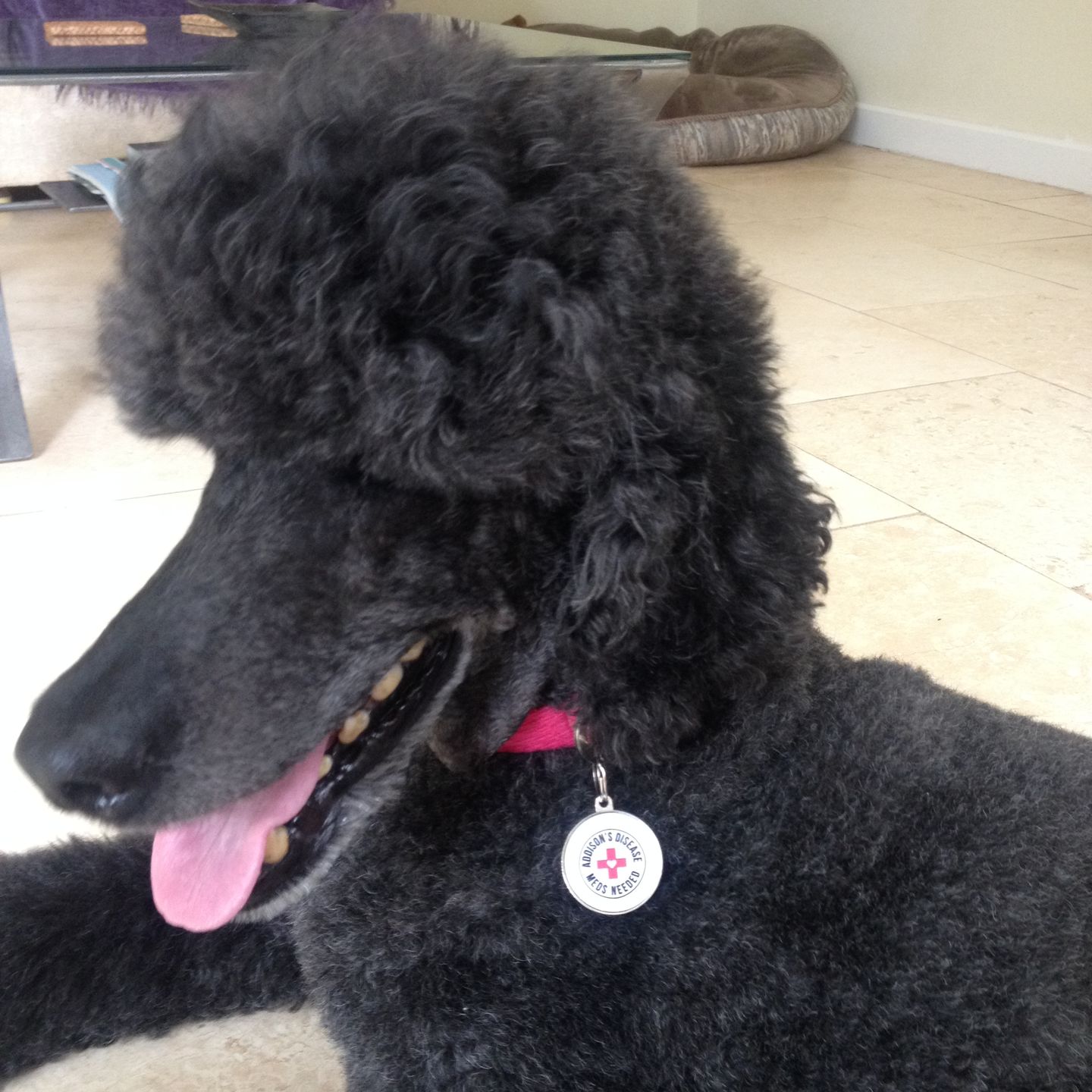 Customer photo review of Addison's Disease Dog Tag